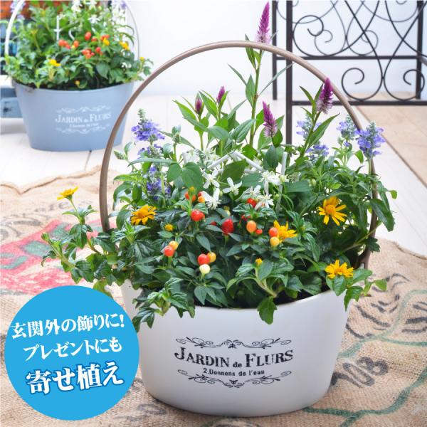 kajoen_yose210901