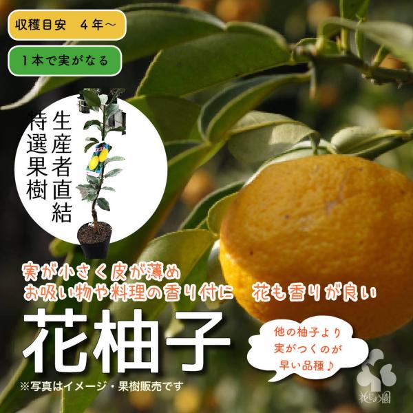 ユズ 花の人気商品 通販 価格比較 価格 Com