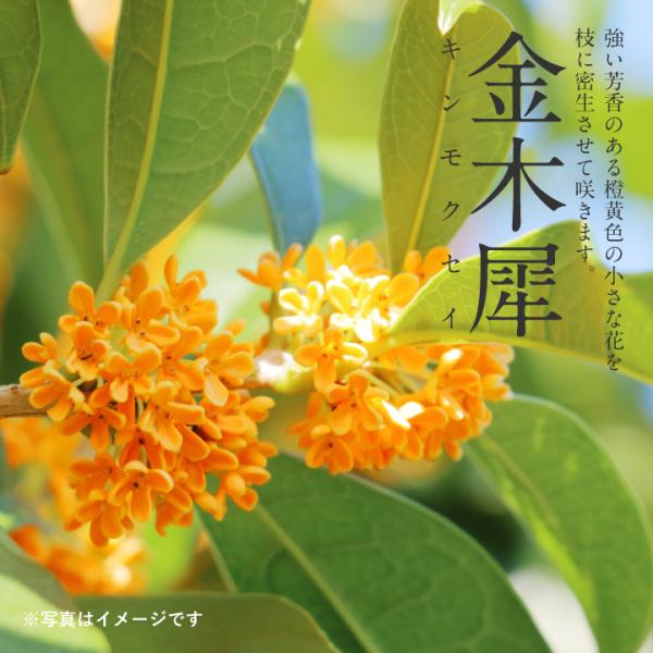 kajoenjp_kinmokusei kajoenjp_kinmokusei