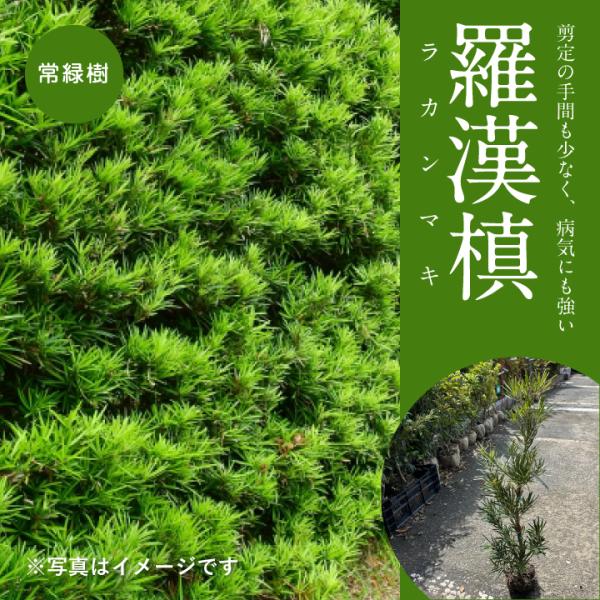 kajoenjp_rakamnaki-tyuu