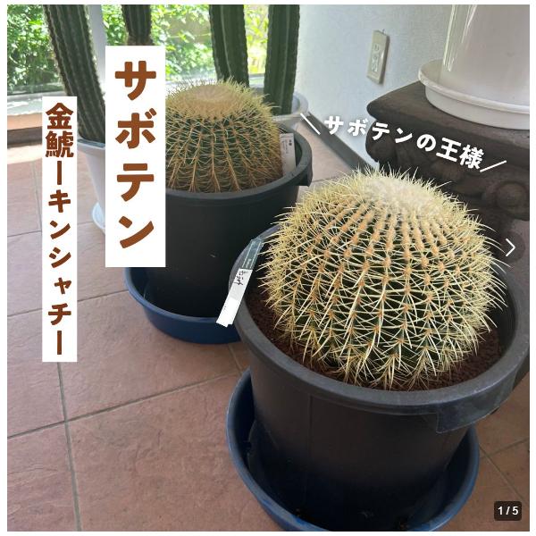 kajoenjp_saboten-kinsyati