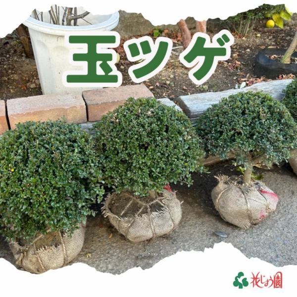 kajoenjp_tamatuge