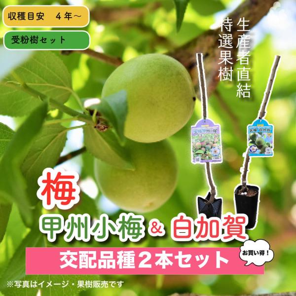 kajoenjp_ume-set2