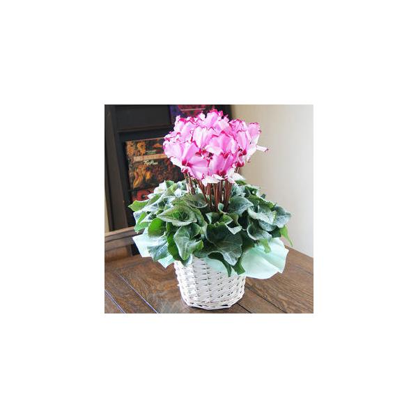 VN T 5 rNgA JSt Ε ~jVN Zi[fBA A}u[ v[g  5 A