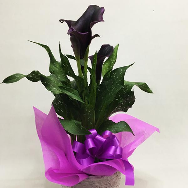 J[  Ả A  Vc_[ a Mtg v[g NX}X LO zCgf[ ԃMtg