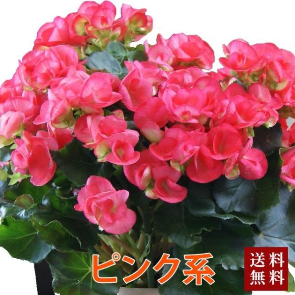 母の日 ベコニア リーガースベゴニア 花 プレゼン 鉢植えの花 鉢植え ギフト ひな祭り 母の日 卒業 画像 送料無料 Buyee 日本代购平台 产品购物网站大全 Buyee一站式代购 Bot Online