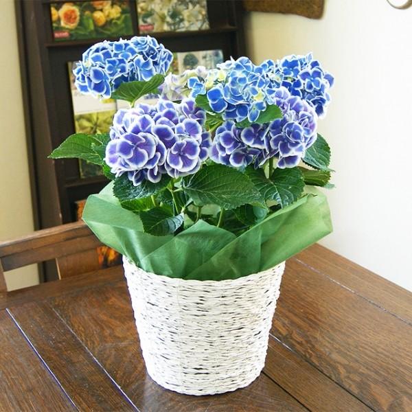 母の日 花 あじさいの人気商品・通販・価格比較 ブローチ 母の日 あじさい ライラック 花 フラワー k