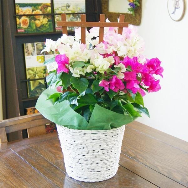 ブーゲンビリア ピンク 鉢植えの花 鉢植え グラデーション プレゼント 送料無料