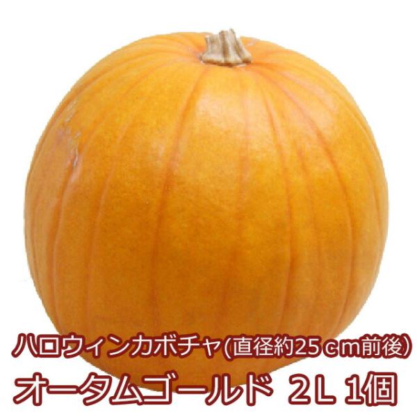 ハロウィン かぼちゃ カボチャ 生かぼちゃ オータムゴールド 2L 1個 飾り 巨大 置物 装飾 オブジェ  イラスト くりぬき 販売 作り方 品種農産物