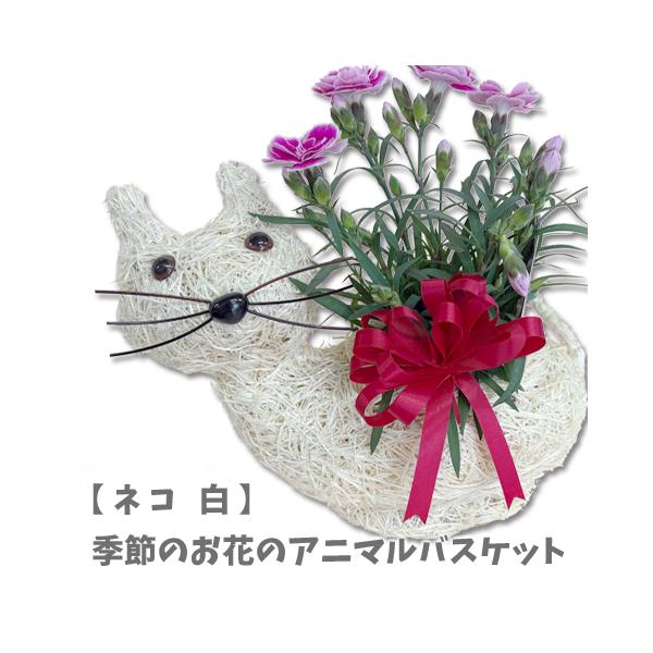 アニマルバスケット ネコ 白 母の日 父の日 2025 プレゼント 結婚記念日 赤 ピンク カーネーション ラベンダー 観葉植物 季節の花 誕生日 動物 寄せ植え