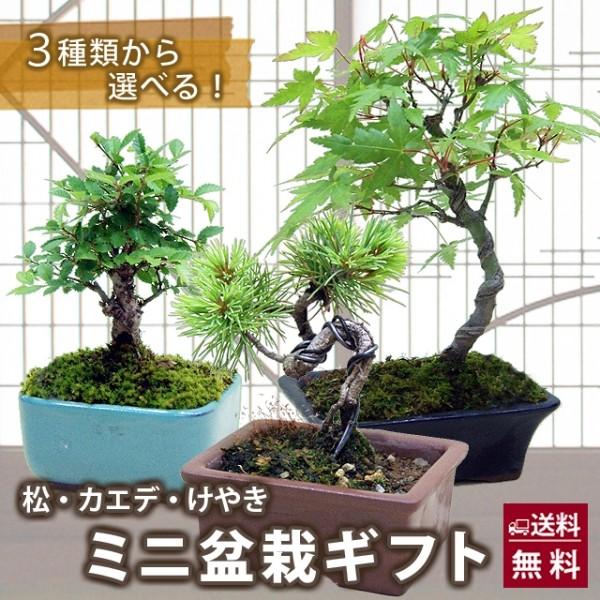 カエデ 盆栽 植木 植木 盆栽の人気商品 通販 価格比較 価格 Com