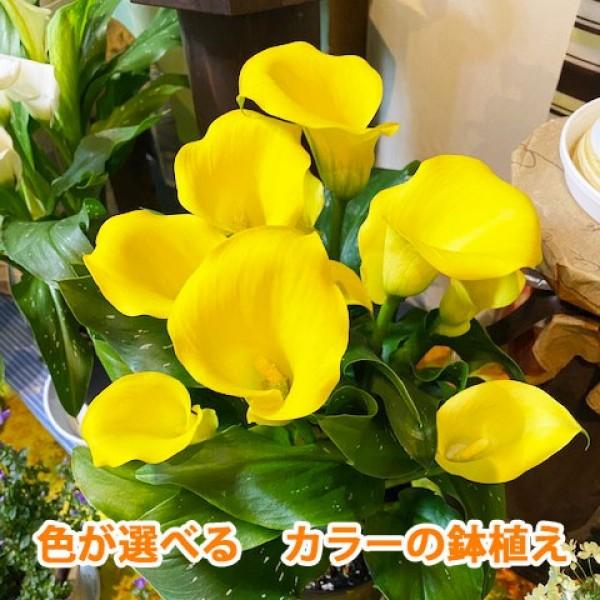 母の日 父の日 カラー 鉢植え 色が選べる 花鉢 白 黄色 ピンク 茶色 黒 送料無料 ギフト プレゼント 生花 苗 球根 誕生日 Calla Hachi 4color 花ギフト山形産果物野菜花樹有 通販 Yahoo ショッピング