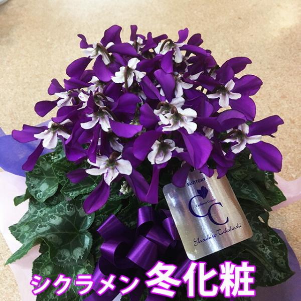 VN ~ daiei JS  u[  5  Mtg Ε vw̓ v[g  NX}X a LO ԃMtg A