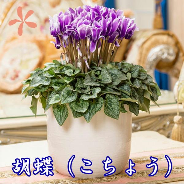 シクラメン 胡蝶 大栄花園 カゴ入り 送料無料 青 ブルー 紫 5号 鉢花 ギフト お歳暮 いい夫婦の日 プレゼント クリスマス 誕生日 結婚記念日 花ギフト 鉢植え Daiei Kotyou 花ギフト山形産果物野菜花樹有 通販 Yahoo ショッピング
