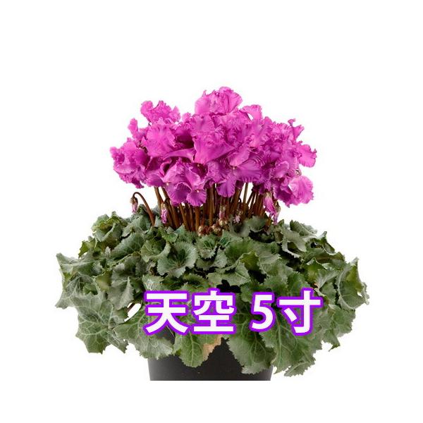 VN V daiei JS   u[  5  Mtg Ε vw̓ v[g  NX}X a LO ԃMtg A