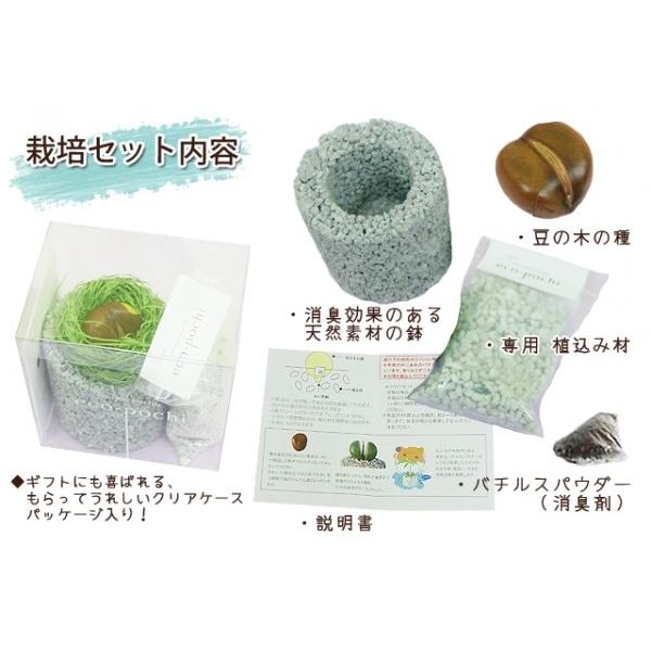 観葉植物 ジャックと豆の木 栽培セット 消臭グリーン 鉢植え 観葉植物 インテリアグリーン プレゼント誕生日 結婚記念日 結婚祝い 画像 送料無料 Buyee Buyee Japanese Proxy Service Buy From Japan Bot Online