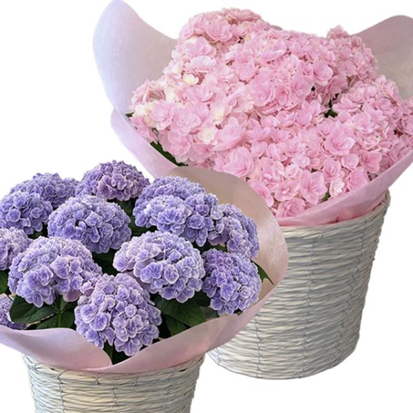 母の日 2026 ギフト あじさい 紫陽花 月影 げつえい ブルー ピンク 5号 アジサイ プレゼント 鉢植え 鉢花 珍しい 色変わり 久留米育種 八重咲き 花ギフト
