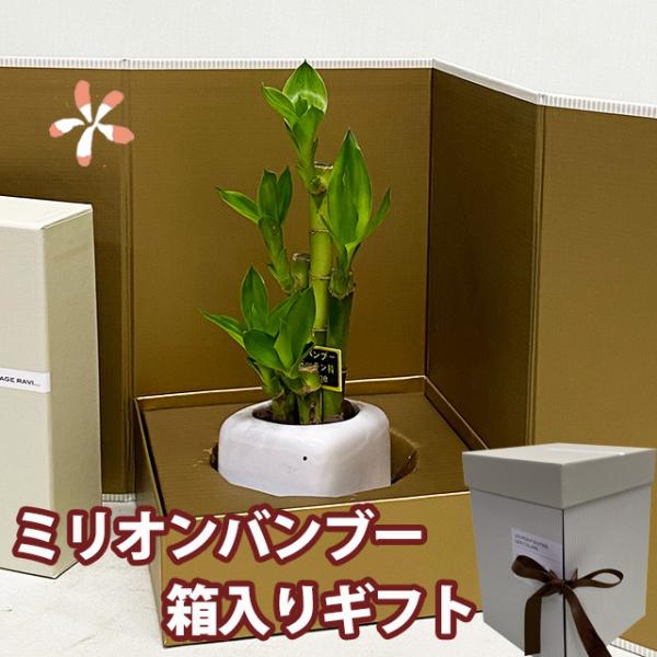 ミリオンバンブー 観葉植物の人気商品 通販 価格比較 価格 Com