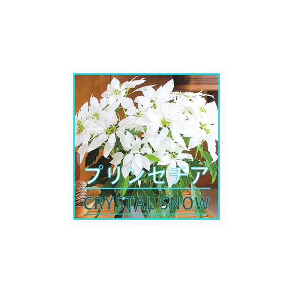 プリンセチア 送料無料 クリスタルスノー 純白 ポインセチア 鉢 クリスマス お歳暮 いい夫婦の日 生花 クリスマスリース クリスマスツリー プリンセチア 造花 苗 シクラメン 花ギフト 天使の羽根 ローゼス 鉢植え