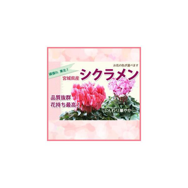 VN 5 FIׂ Ε ~jVN Zi[fBA A}u[ v[g  i  u[ NX}X a LO A