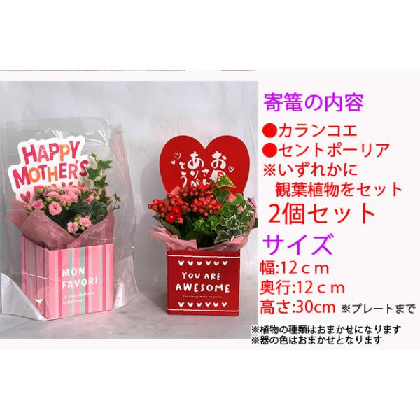 母の日 花 21年 予約 寄せ植え カランコエ 観葉植物 ２鉢セット サンコフ Sm 9 鉢植え 生花 花 プレゼント 21 父の日 ギフト 誕生日 花ギフト Buyee Buyee Japanese Proxy Service Buy From Japan Bot Online