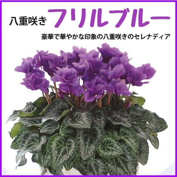 シクラメン セレナーディア フリルブルー カゴ入り Srend A Furiru Blue 花ギフト山形産果物野菜花樹有 通販 Yahoo ショッピング