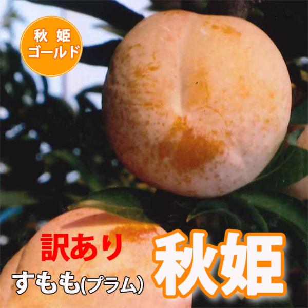 秋 フルーツ - プラムの人気商品・通販・ 秋 フルーツ - プラムの人気商品・通販・