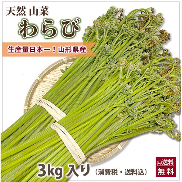 [Release date: May 15, 2026]山形県産 山菜 天然わらび 蕨 生ワラビ 生わらび 3kg 送料無料 天然 村山市 山形 ワラビ