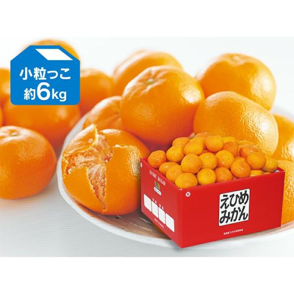 みかん 愛媛みかん6kg-小粒っ子 : のま果樹園 - 通販 - Yahoo!ショッピング