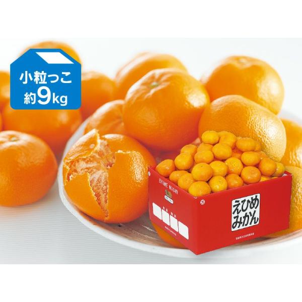 みかん 愛媛みかん9kg-小粒っ子 : のま果樹園 - 通販 - Yahoo!ショッピング