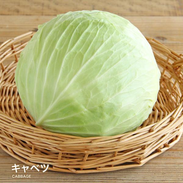 【商品説明】名称 キャベツ保存方法 冷暗所にて新鮮なうちにお召し上がりください。★必ずお読みください・時期によって産地、大きさ、色が異なる場合がございます。　ご理解の上ご購入のほどよろしくお願いいたします。・北海道、沖縄、離島は追加送料が変...