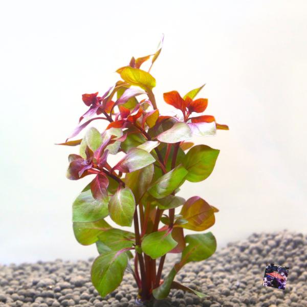 セット内容 水上葉5本 7cm程度※水上葉でのお届けとなります。水中に沈めて育成する場合、水上で育っていた葉は溶けて水中育成に適した新芽が展開していきます。育成が容易な種類。 葉が大きいため、存在感のある水草です。ある程度の光があれば育成可...