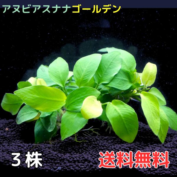 アヌビアスナナゴールデン送料無料　セット内容3株6葉前後がおおよその目安となります。3枚目の画像をご確認ください。輸送に伴う傷がある場合があります。輸入水草のため、残留農薬の恐れがあります。※画像はイメージです。育成状態によりサイズや葉数、...
