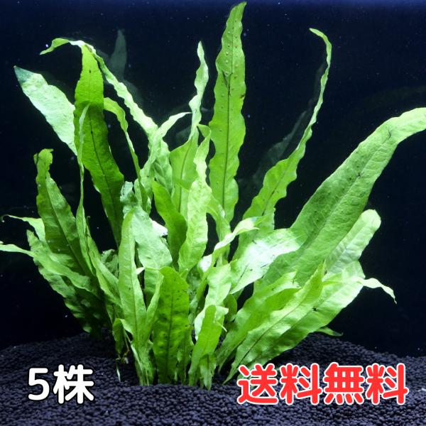 セット内容5株12前後がおおよその目安となります。3枚目の画像をご確認ください。胞子のうが付いた葉をお送りする場合がございます。輸送に伴う傷により、黒く変色する場合がありますが、シダ病ではありません。輸入水草のため、残留農薬の恐れがあります...