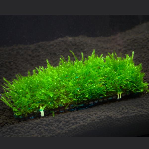 ウィローモスマット 農薬不使用 レギュラーサイズ 育成済 １個  水草 メダカ 国産 無農薬 シュリンプ水槽にも ネコポス発送