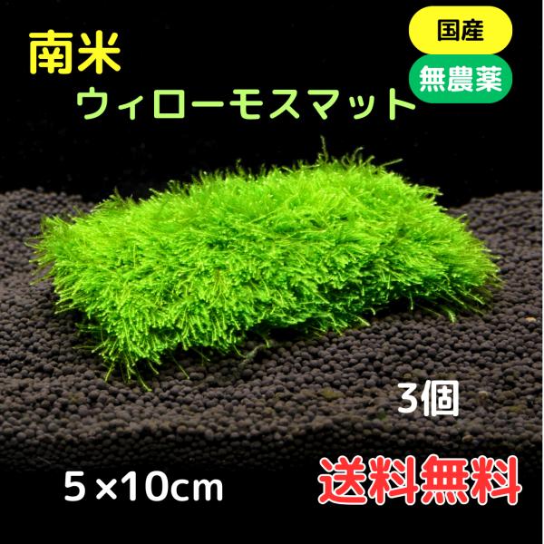 南米ウィローモスマット 育成済 3個 送料無料 農薬不使用 レギュラーサイズ 水草 メダカ 国産 無農薬 シュリンプ水槽にも