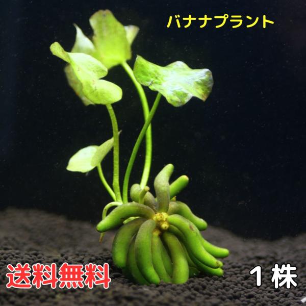 バナナのような部分は殖芽と呼ばれ、越冬するための栄養の保管部分になります。※【通常配送】はメール便にて発送です。ポスト投函でのお渡しとなりますので、できるだけお受け取りのほどよろしくお願いいたします。◎安心配送をお選びいただけるようになりま...