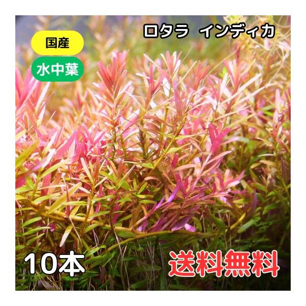 ロタラ インディカ送料無料　セット内容10本、7cm程度3枚目の画像をご確認ください。無農薬水草になります。自社で栽培されており、農薬の恐れのある輸入水草とは分けて管理しているため、安心してお使いいただけます。※画像はイメージです。育成状態...