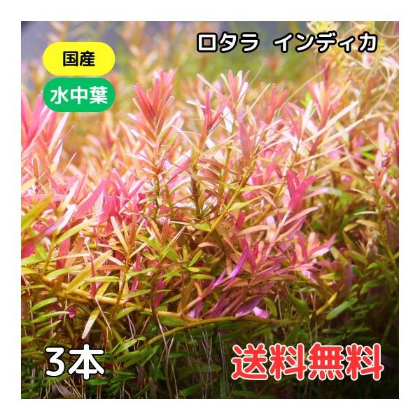 ロタラ インディカ送料無料　セット内容3本、7cm程度3枚目の画像をご確認ください。無農薬水草になります。自社で栽培されており、農薬の恐れのある輸入水草とは分けて管理しているため、安心してお使いいただけます。※画像はイメージです。育成状態に...