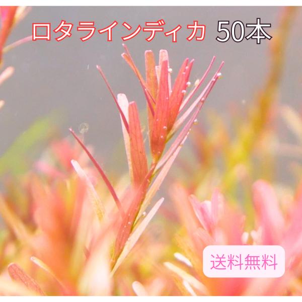 ロタラ インディカ 50本 国産無農薬 水中葉 水草 中景草 後景草 送料無料