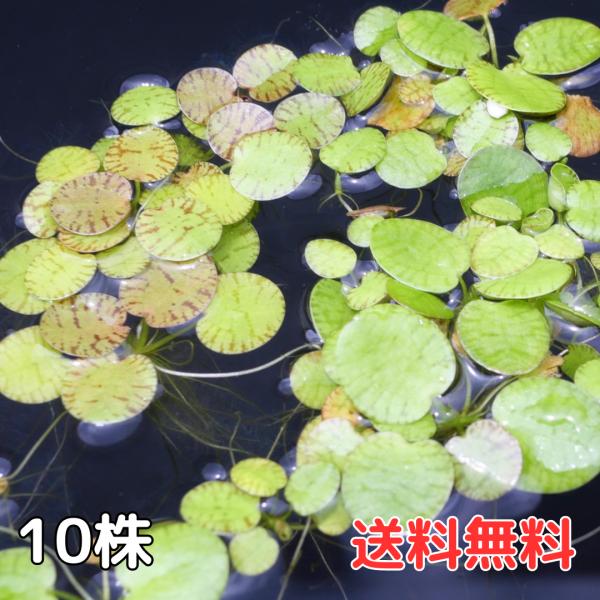 アマゾンフロッグピット 10株 国産無農薬 浮草 水草 送料無料 スポンギア アマゾンフロッグビット アマフロ