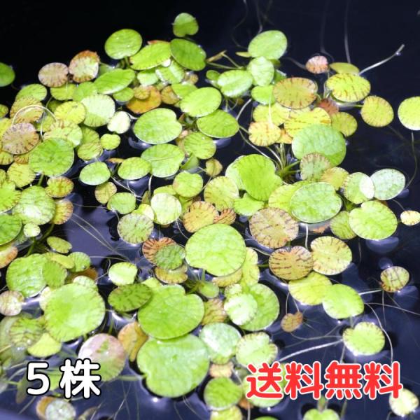 アマゾンフロッグピット 5株 国産無農薬 浮草 水草 送料無料 スポンギア アマゾンフロッグビット アマフロ