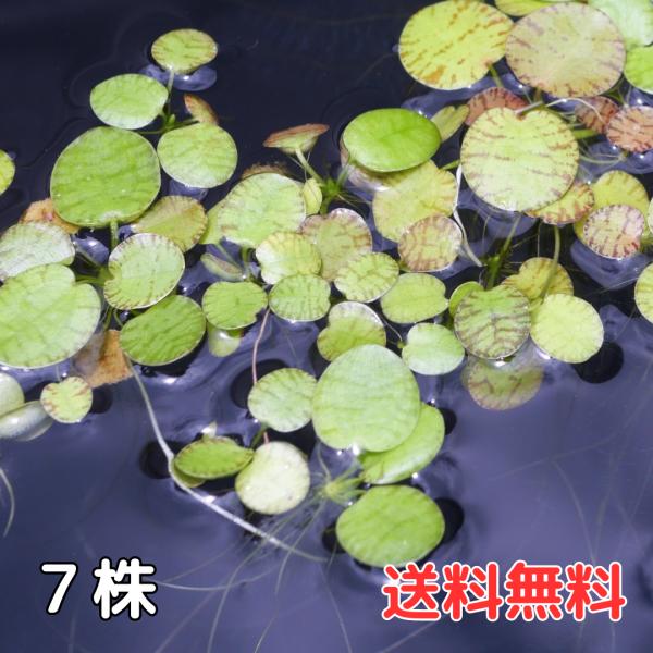 アマゾンフロッグピット 7株 国産無農薬 浮草 水草 送料無料 スポンギア アマゾンフロッグビット アマフロ
