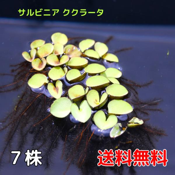 サルビニア ククラータ7株 国産無農薬 浮草 水草 送料無料