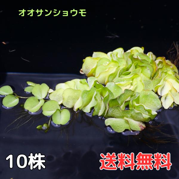 オオサンショウモ サルビニア 10株 国産無農薬 浮草 水草 送料無料