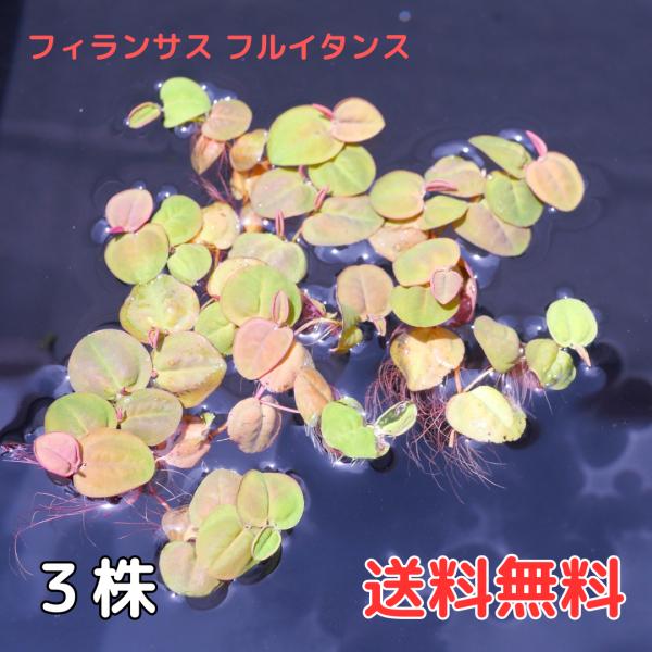 フィランサスフルイタンス３株 国産無農薬 浮草 水草 送料無料 フルイタンス