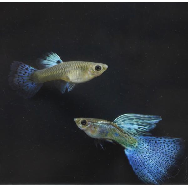 国産 ブルーグラス グッピー 1ペア 生体 熱帯魚 アクアリウム