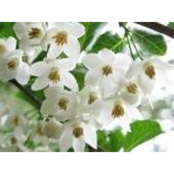 エゴノキ 樹高0.5m前後 10.5cmポット 単 品 えごのき 白い清楚な花が、枝いっぱいに咲く木 販売 苗 植木 苗木 庭木 垣