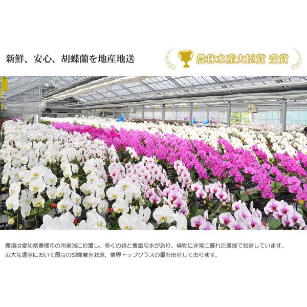 白葬儀お供え１回忌ギフトオープン大輪7本立ち77輪以上葬式スタンド胡蝶蘭仏事胡蝶蘭ハレノ広場の胡蝶蘭法事献花内祝いお祝い会社設立大輪7本立ち77輪以上