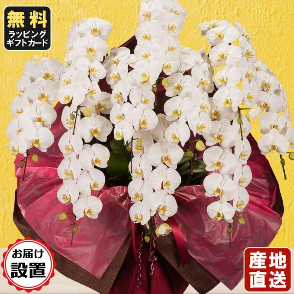 胡蝶蘭 大輪10本立ち 白お届け設置付 会社設立 １回忌 オープン 内祝い 鉢花 スタンド胡蝶蘭 生花 ギフト お祝い お供え 葬儀 葬式 仏事 法事 １回忌 献花 Lf T1009 ハレノ広場
